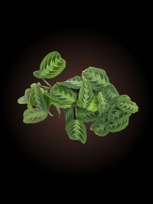 Maranta Leuconeura 'Cat Moustache"