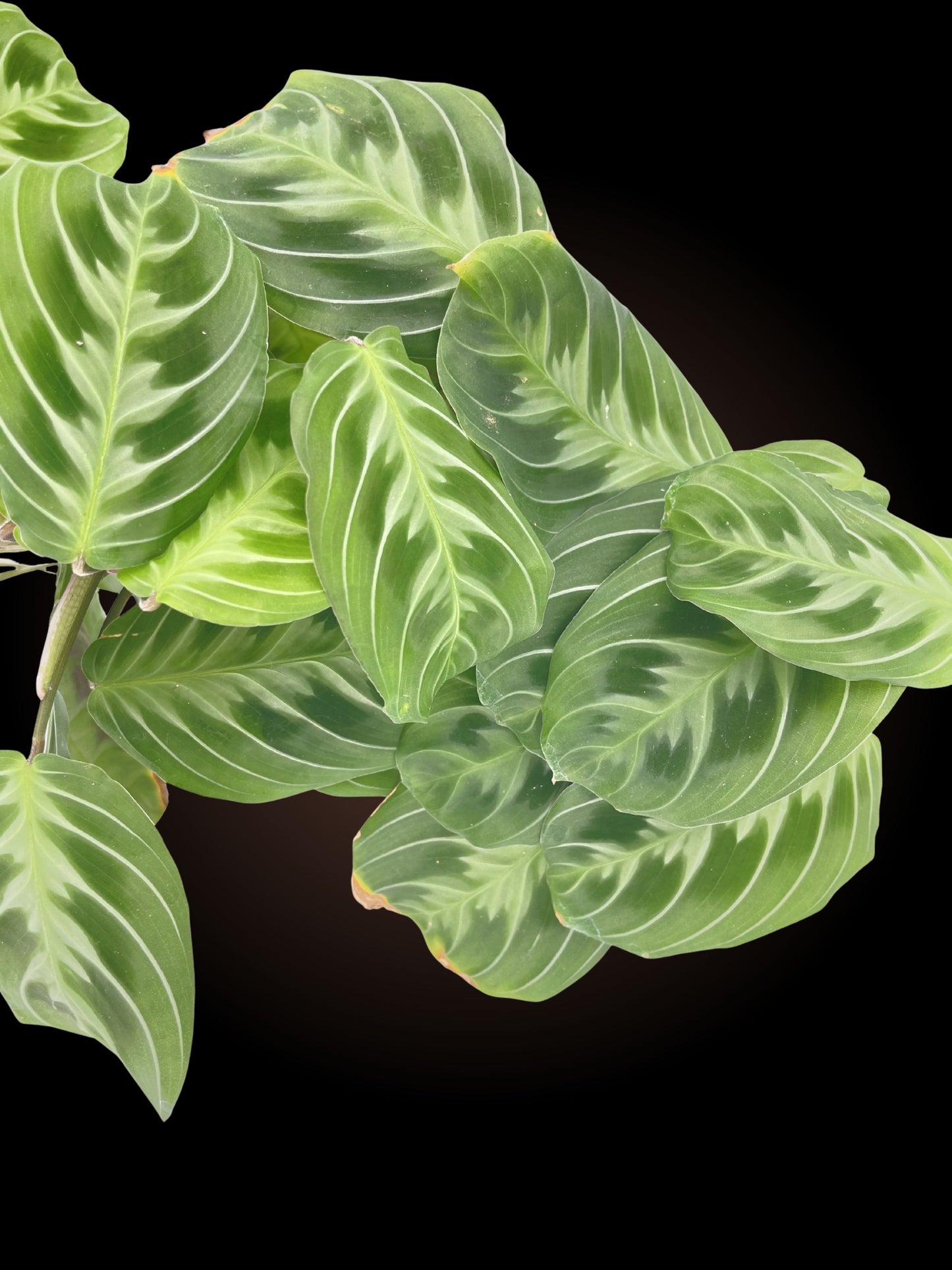 Maranta Leuconeura 'Cat Moustache"