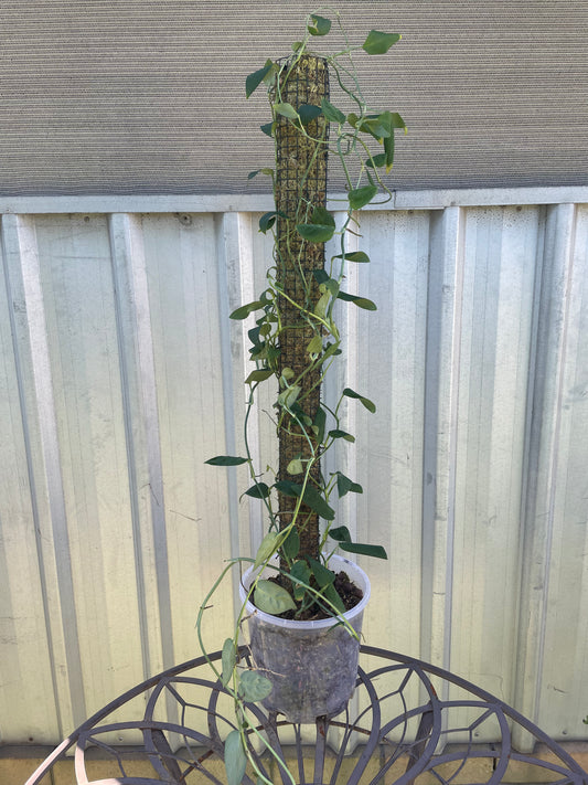 Monstera Aureopinnata on 90cm moss pole