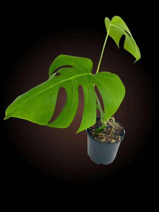 Monstera Borsigiana