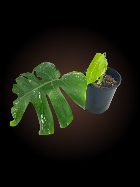 Monstera Borsigiana Albo