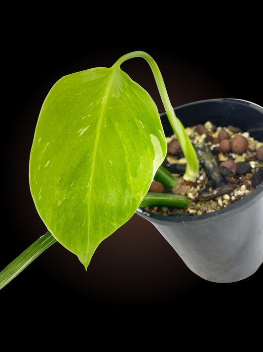 Monstera Borsigiana Albo