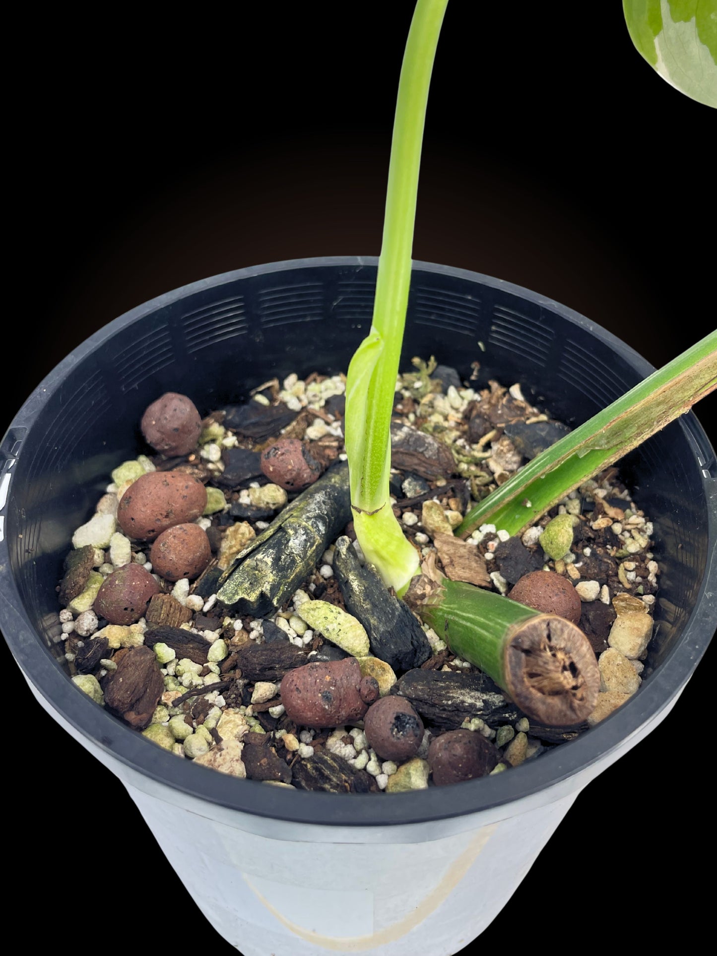 Monstera Borsigiana Albo