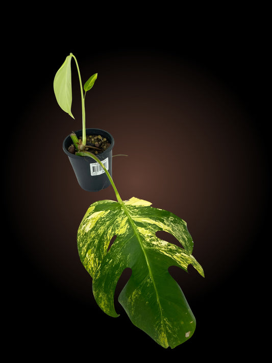 Monstera Borsigiana Aurea