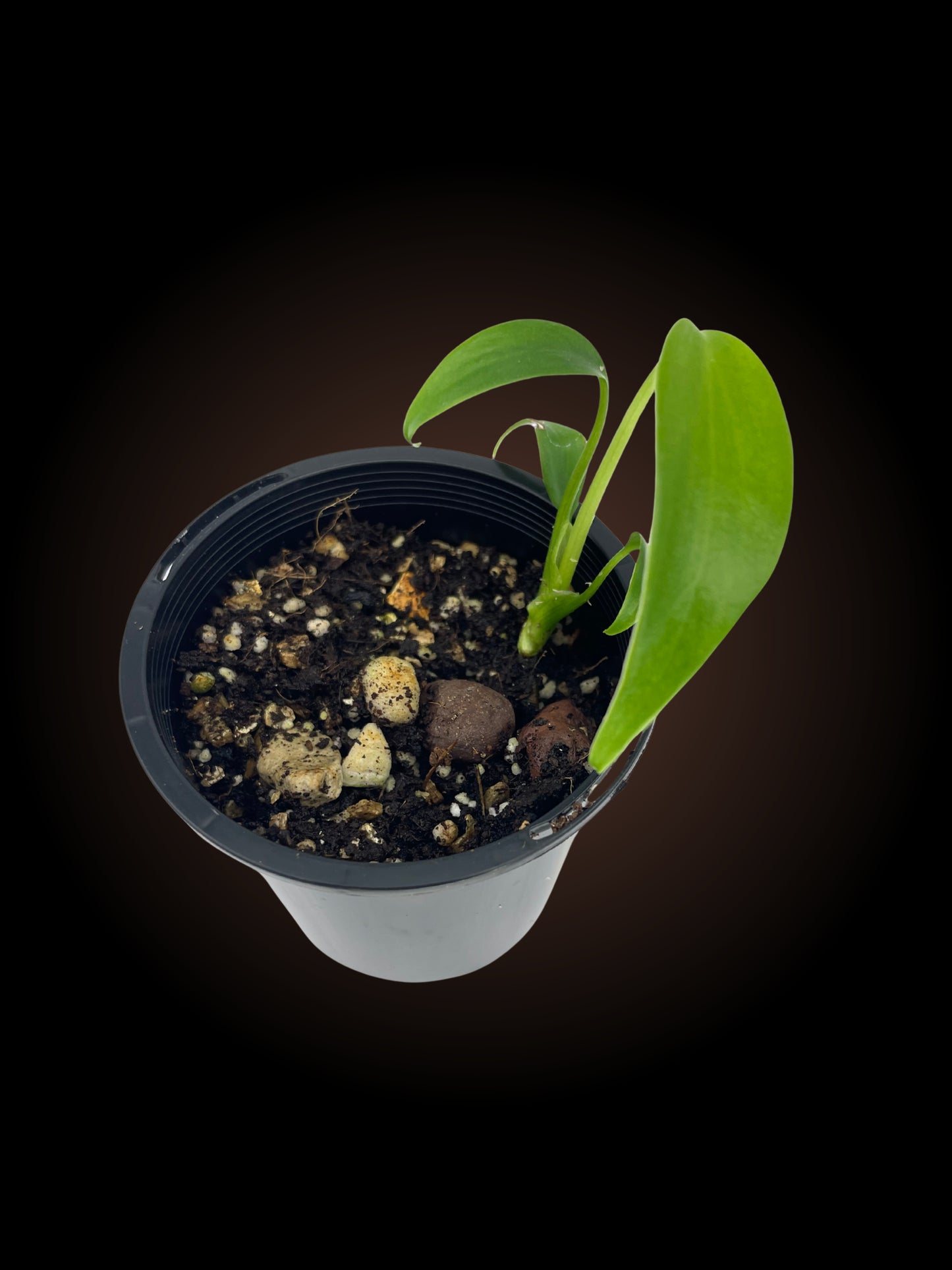 Monstera Burle Marx Flame