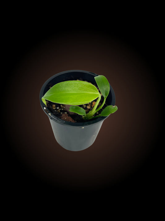 Monstera Burle Marx Flame