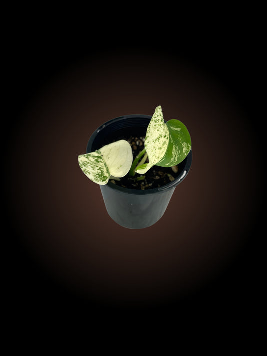 Monstera Deliciosa Mint