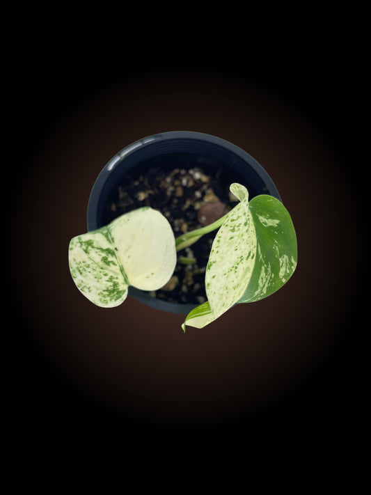 Monstera Deliciosa Mint