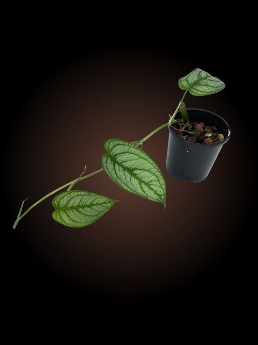 Non-TC Monstera El Salvador