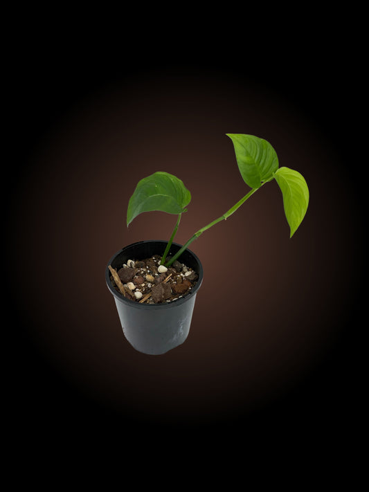 Monstera Laniata