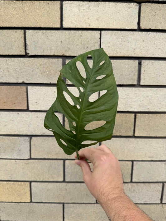 Monstera 'Monkey Mask'