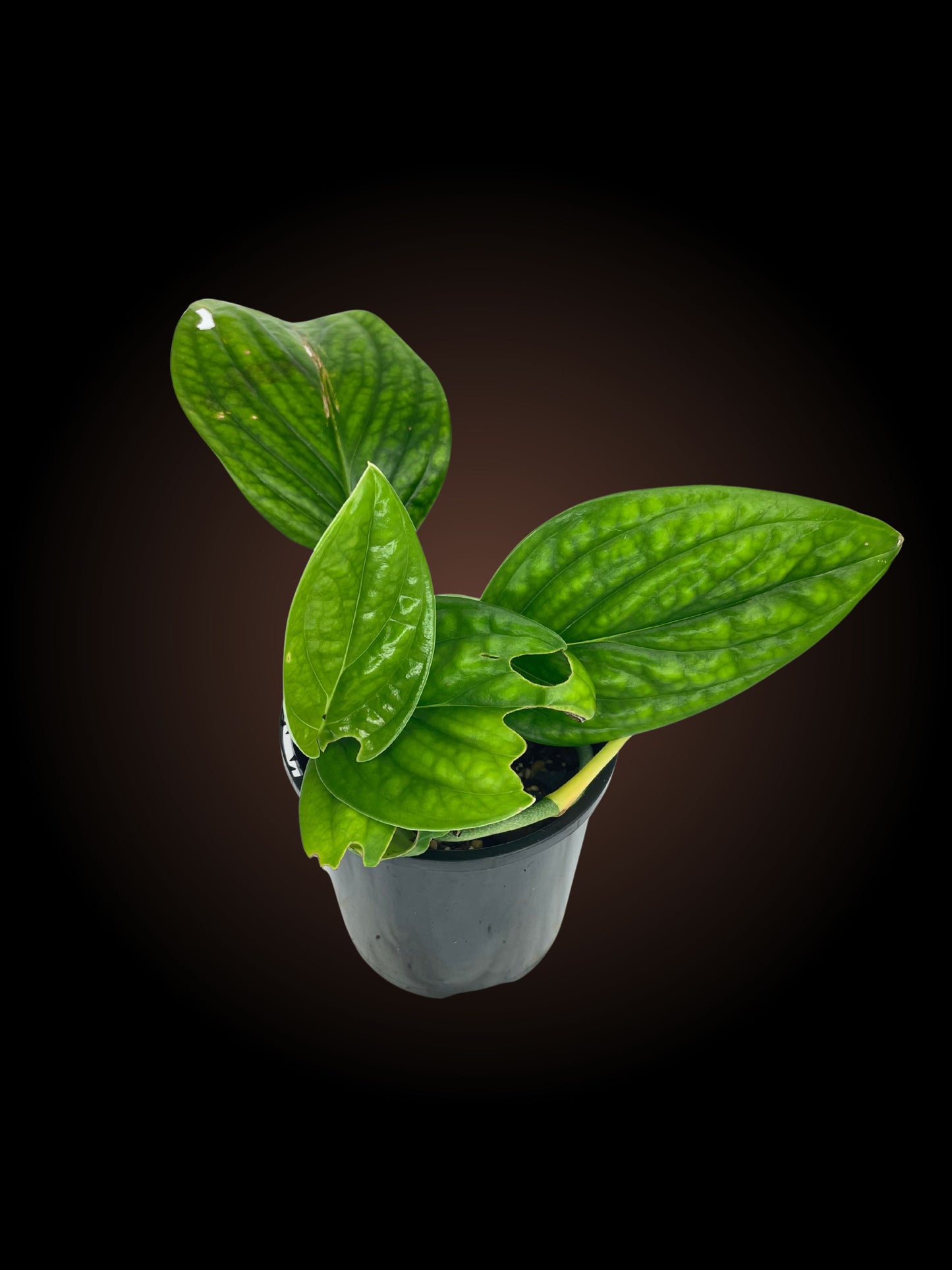 Non-TC Monstera Peru