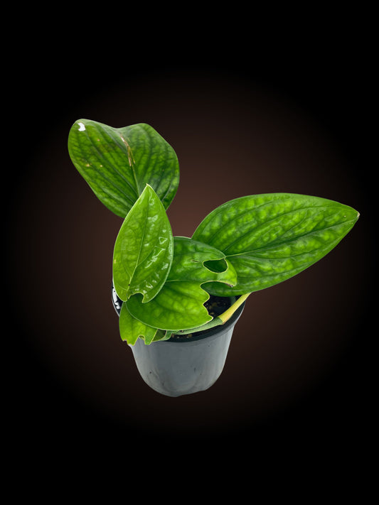 Non-TC Monstera Peru