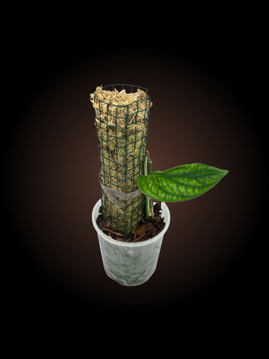 Monstera Peru on mini moss pole