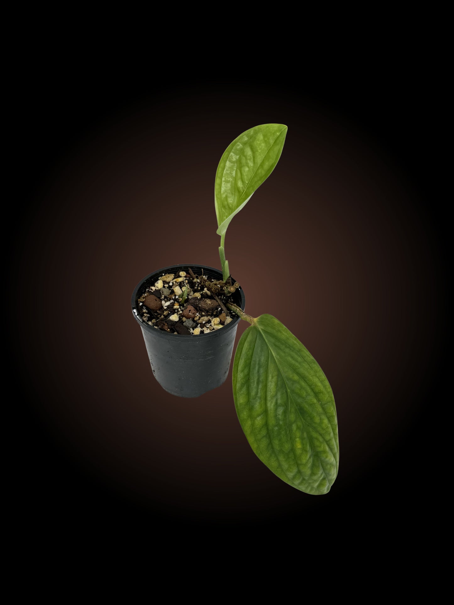 Monstera Peru Non-TC