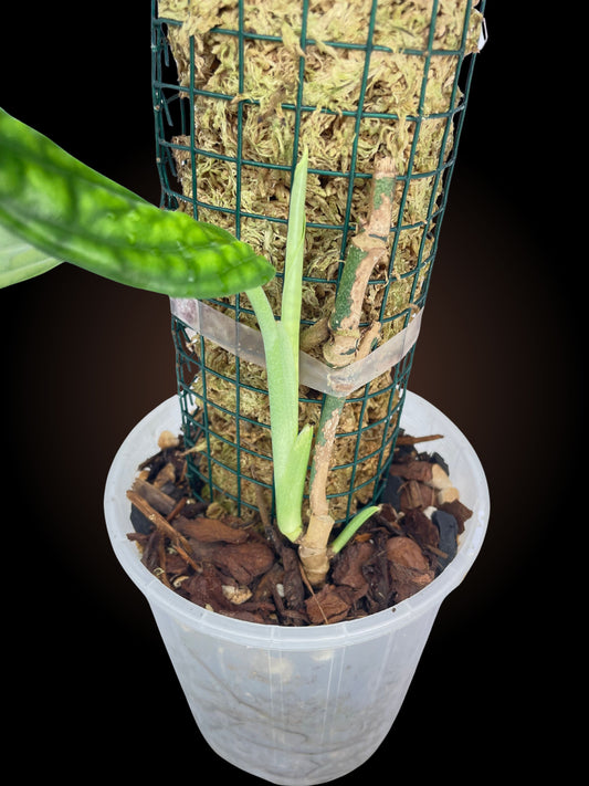 Monstera Peru on mini moss pole