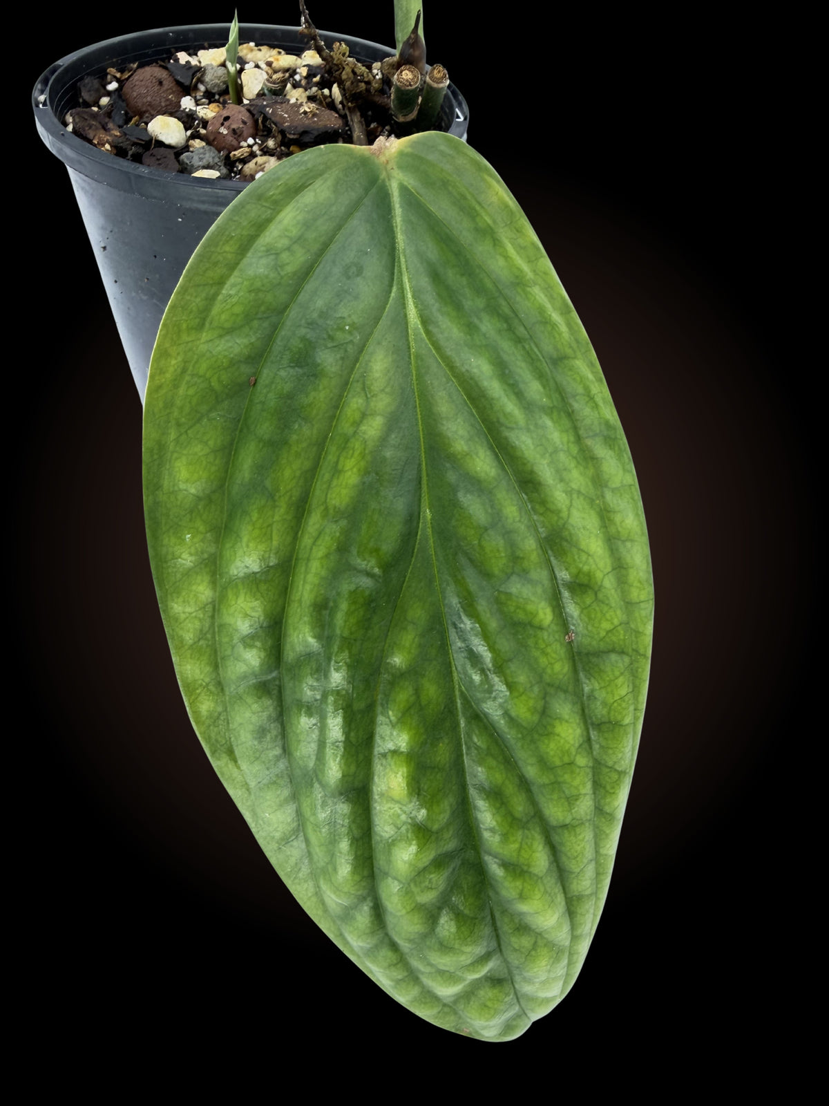 Monstera Peru Non-TC