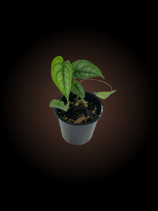 Monstera Siltepecana