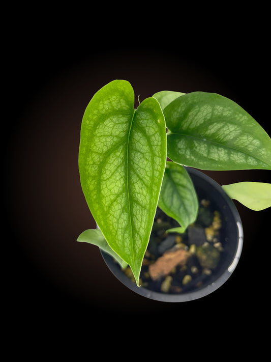 Monstera Siltepecana