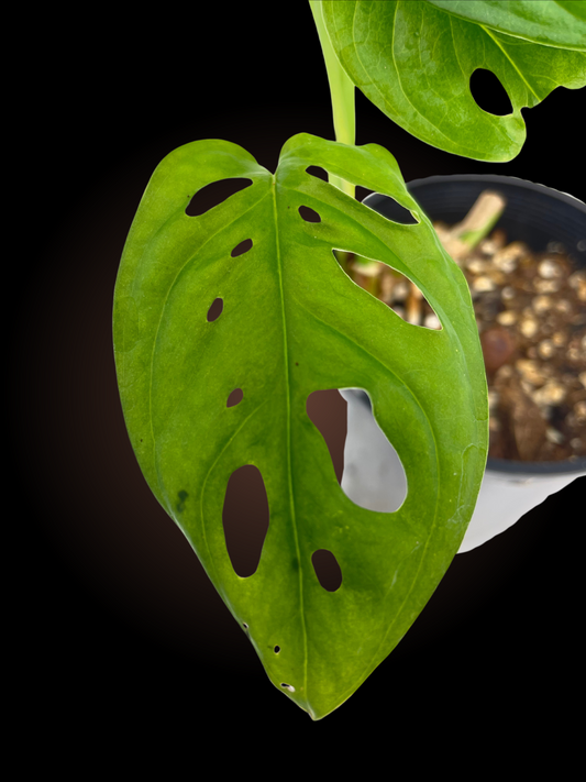 Monstera Adansonii 'Monkey Mask'