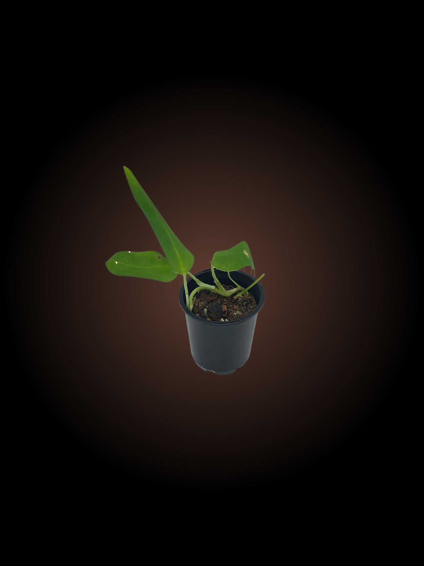 Monstera Aureopinnata