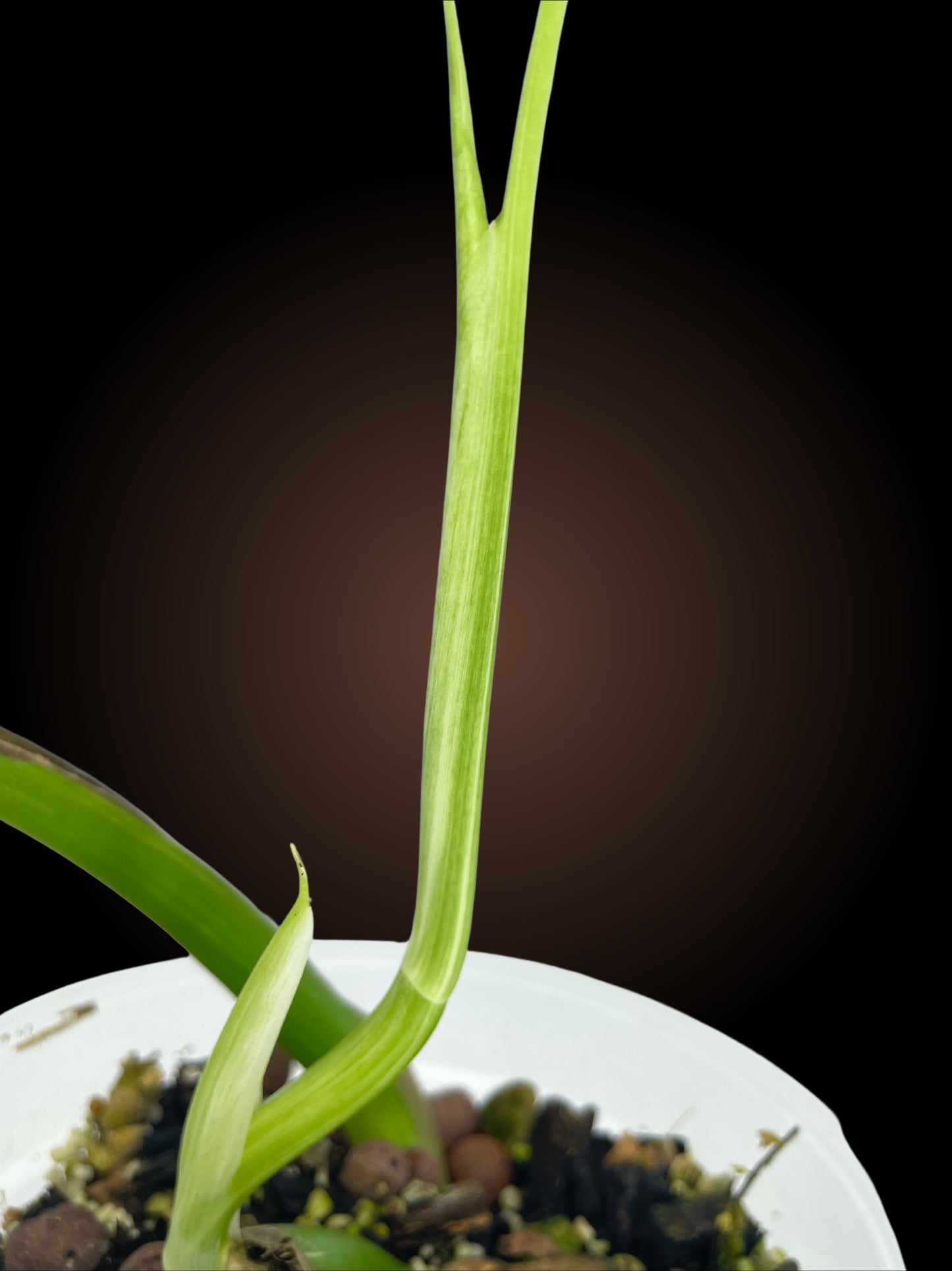 Monstera Borsigiana Albo