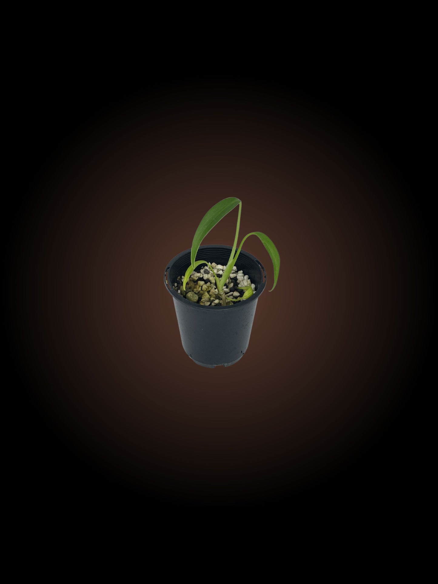 Monstera Burle Marx Flame