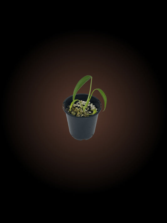 Monstera Burle Marx Flame