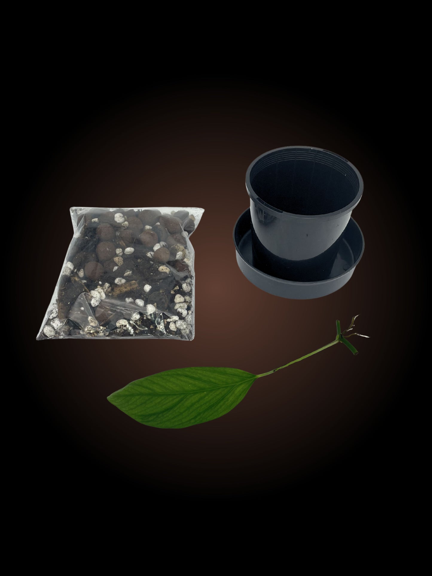 Monstera Gracilis Starter Kit