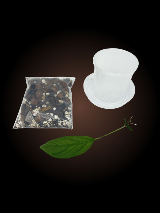 Monstera Gracilis Starter Kit