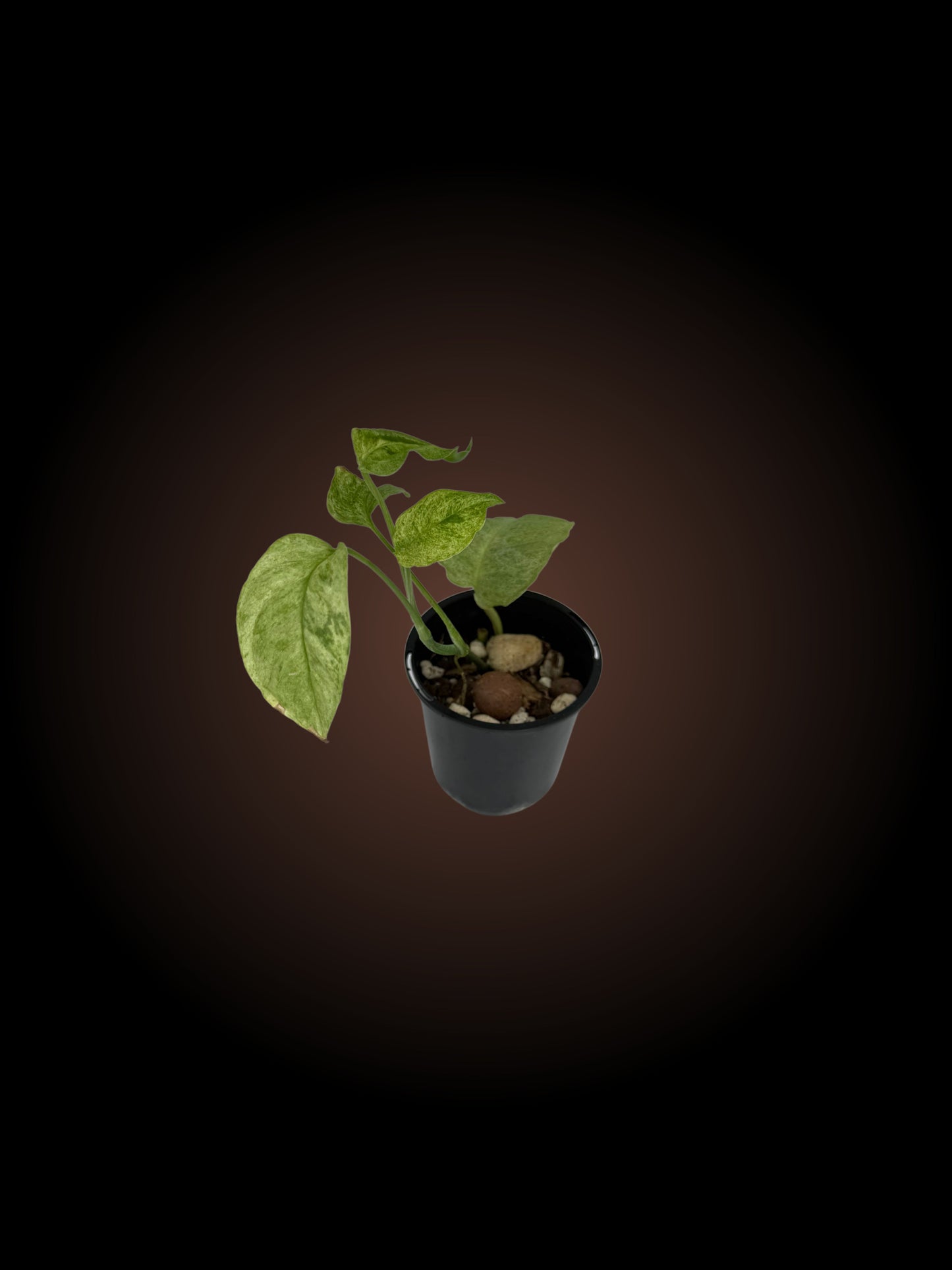 Monstera Laniata Mint