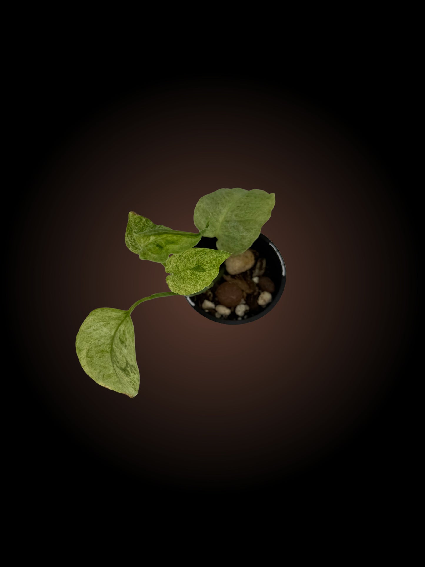 Monstera Laniata Mint