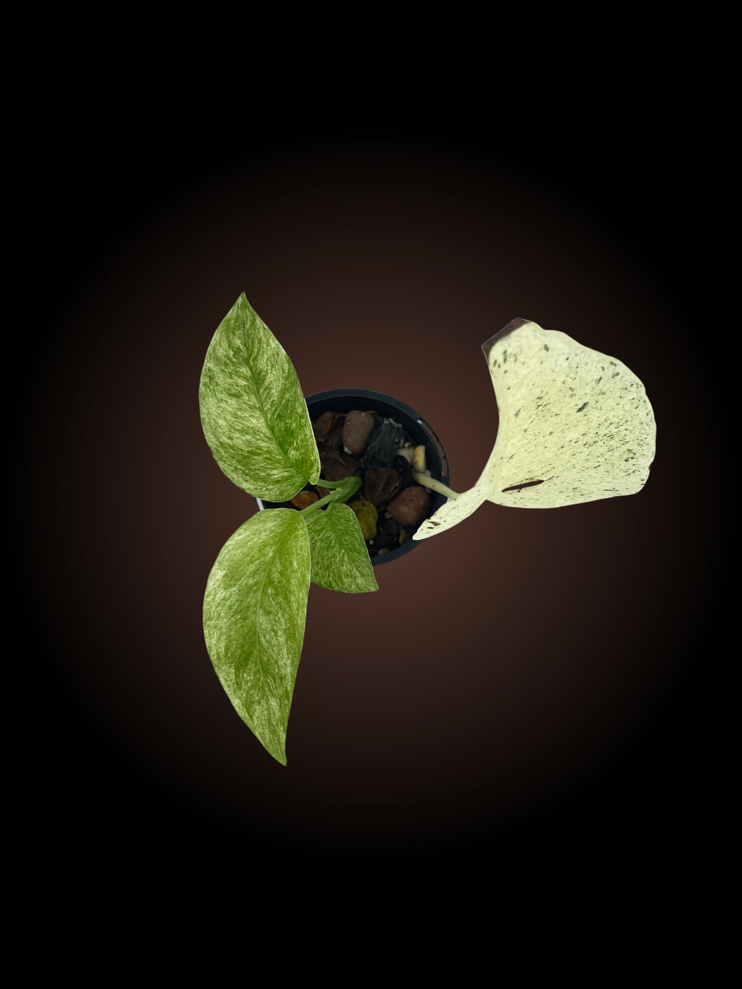 Monstera Laniata Mint