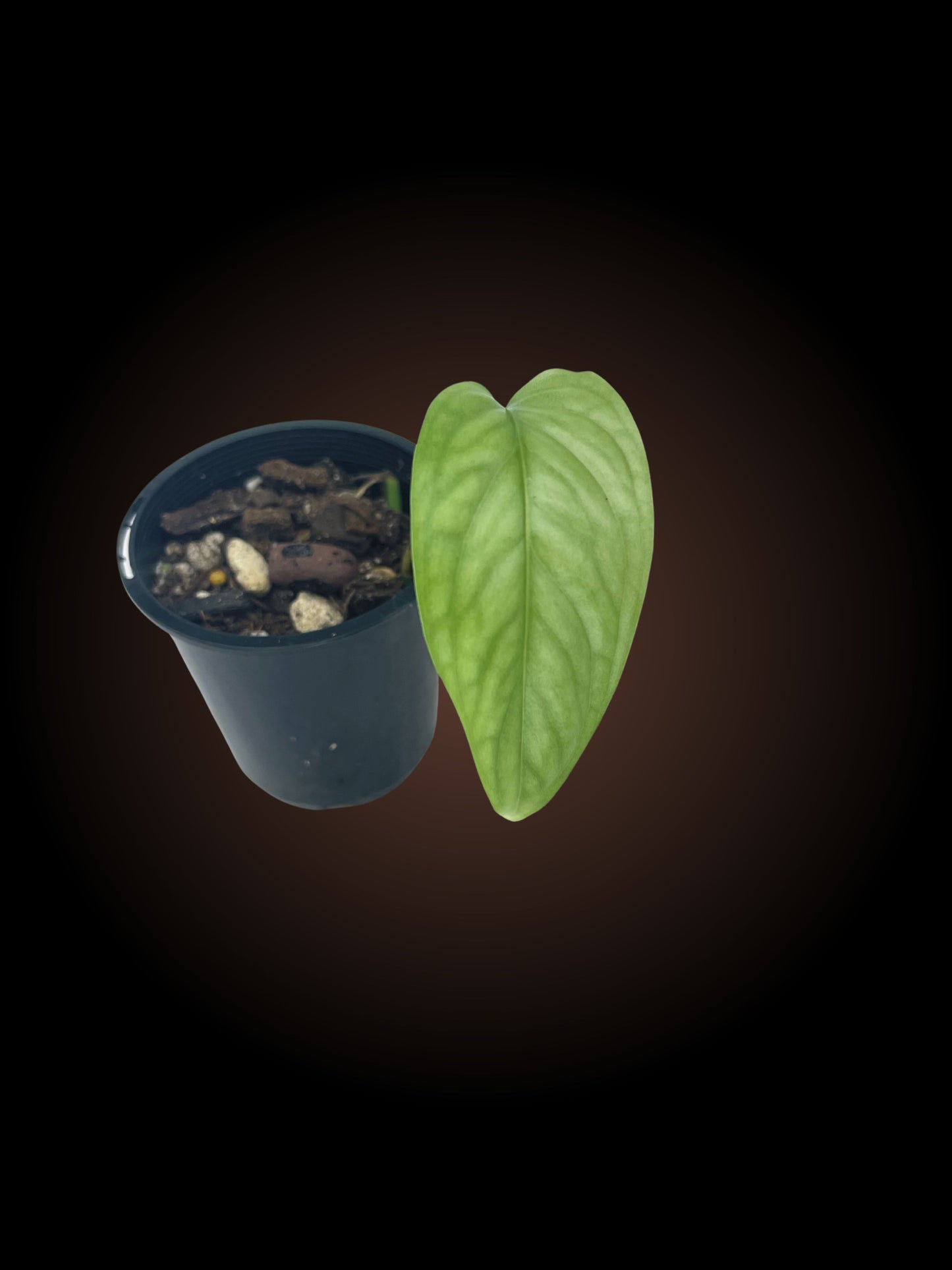 Monstera Obliqua 'Filamentous'