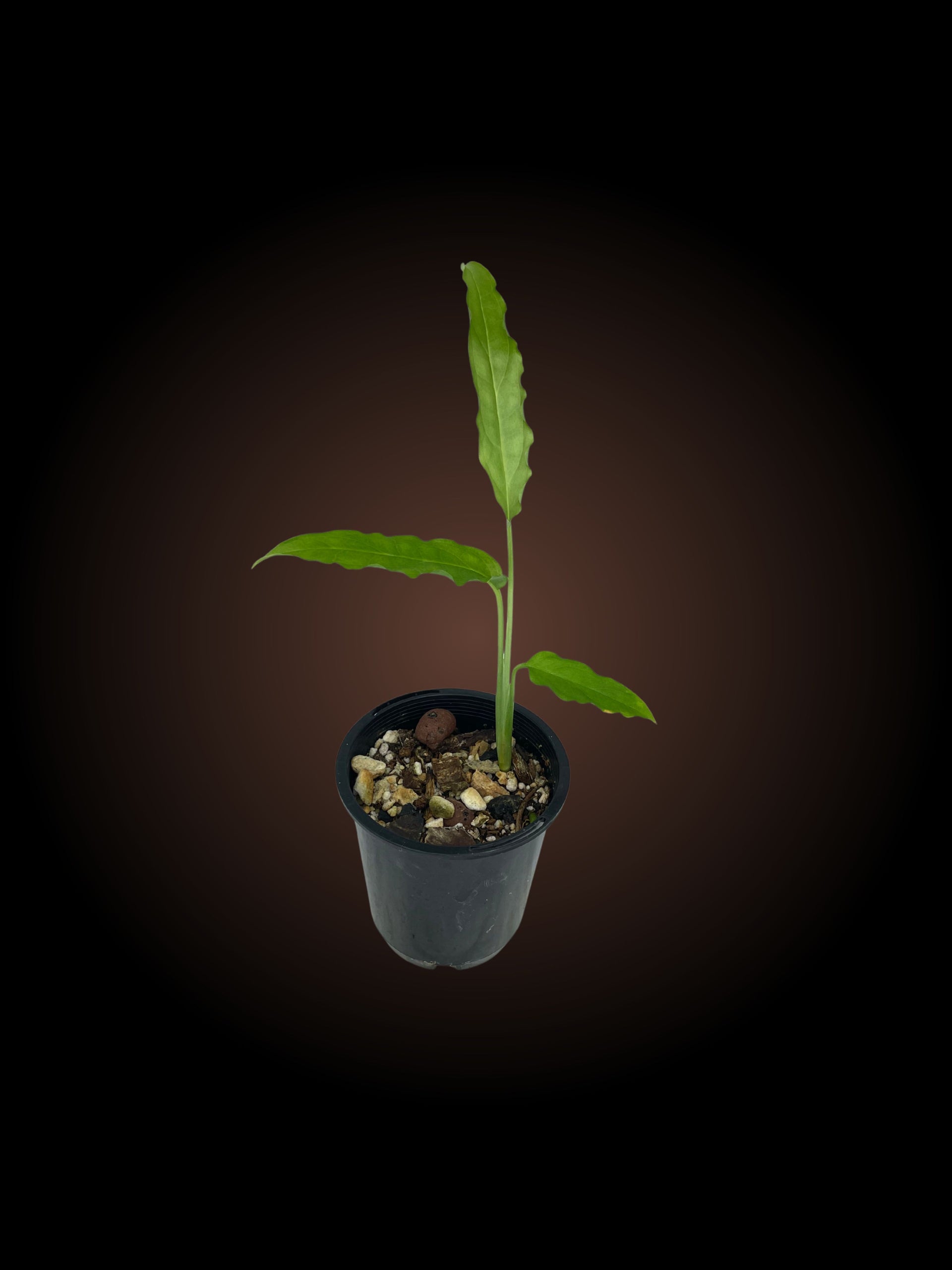 Monstera Obliqua Tiwintza Narrow – Elusive Plants