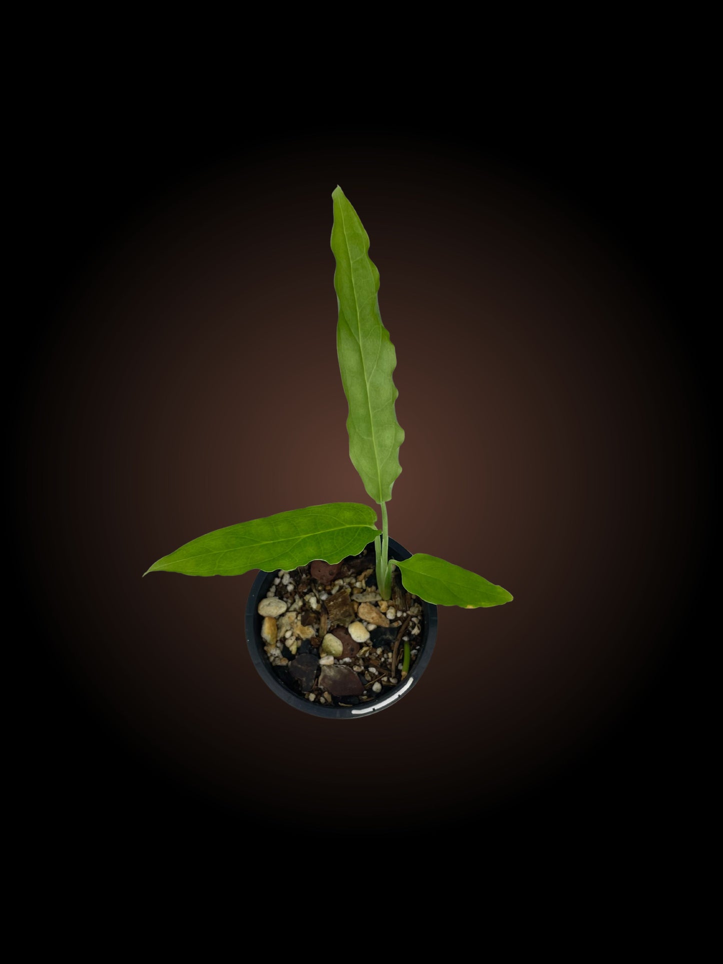 Monstera Obliqua Tiwintza Narrow