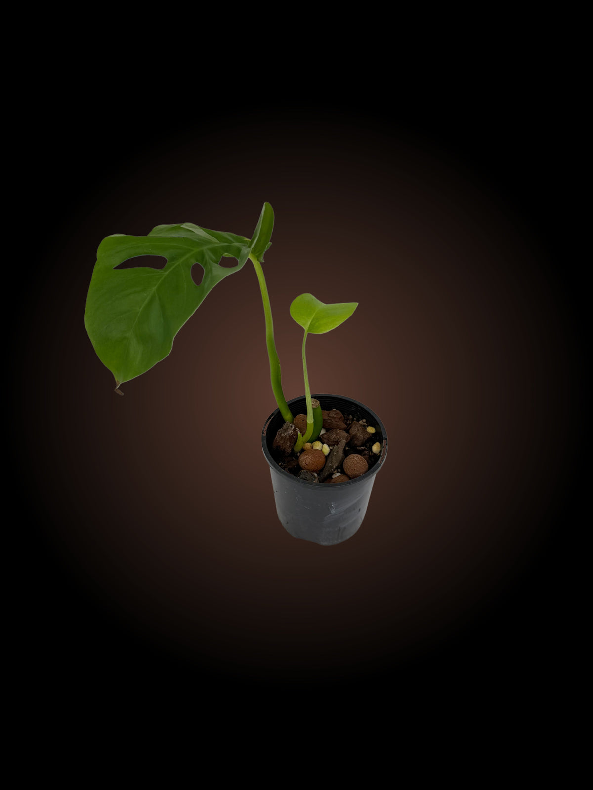 Monstera Uno
