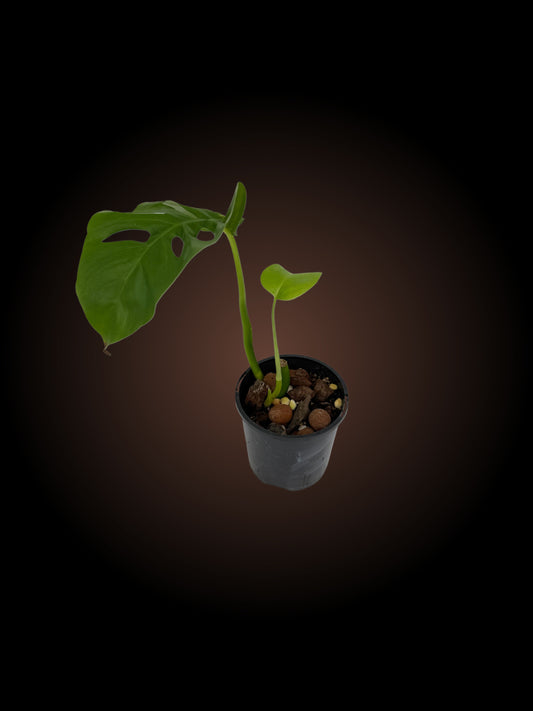 Monstera Uno