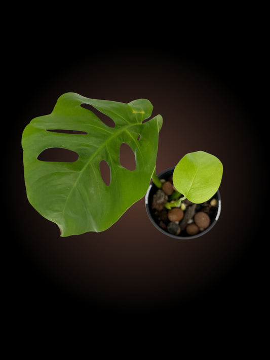 Monstera Uno
