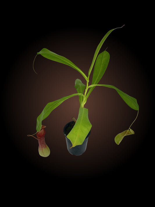 Nepenthes Ventrata