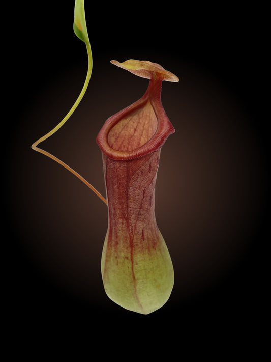 Nepenthes Ventrata