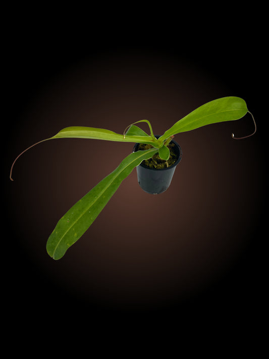 Nepenthes Ventrata