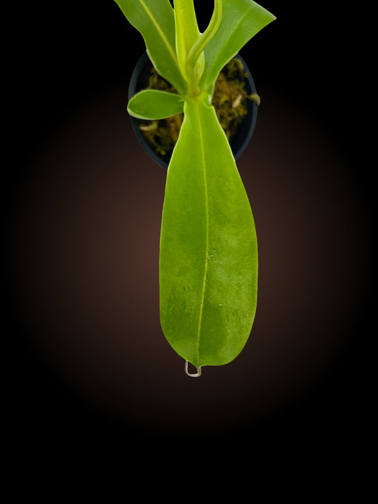 Nepenthes Ventrata