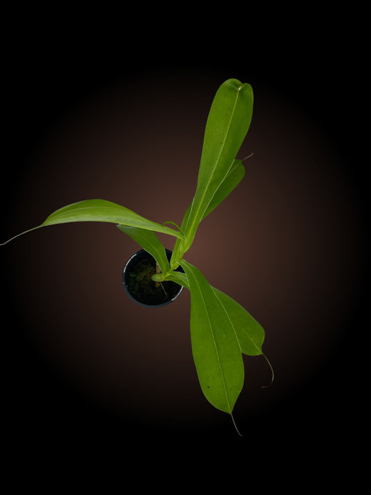 Nepenthes Ventrata