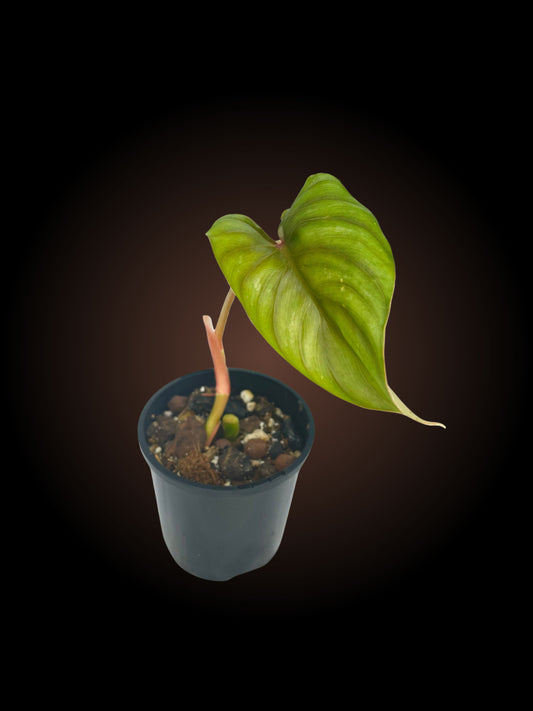 Philodendon Plowmanii Narrow Form