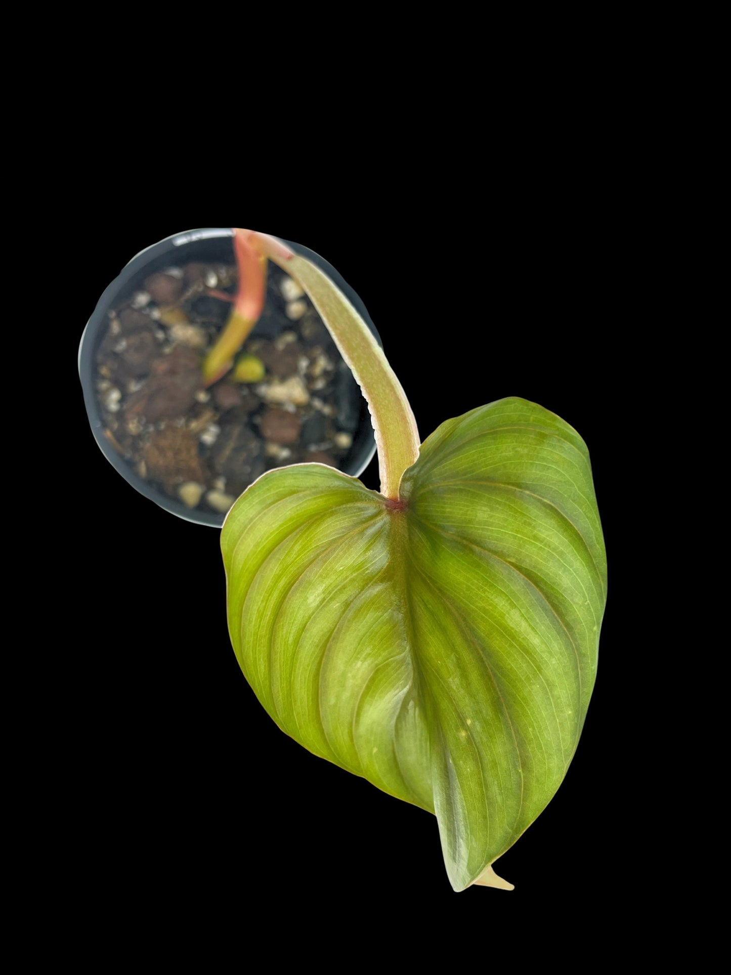 Philodendon Plowmanii Narrow Form