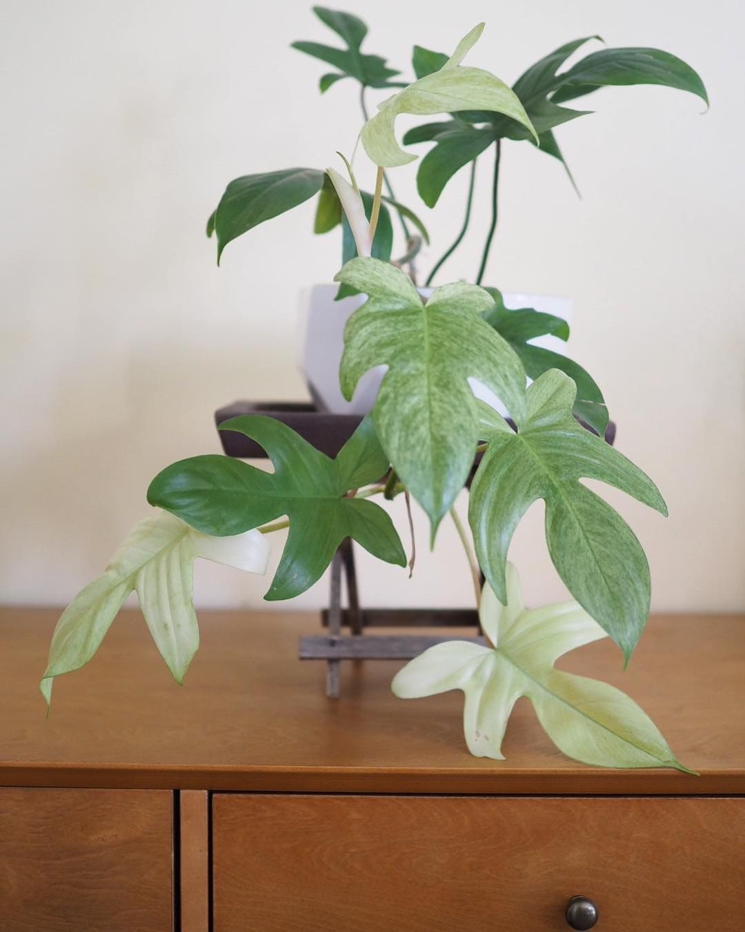 Philodendron Florida Ghost Non-TC