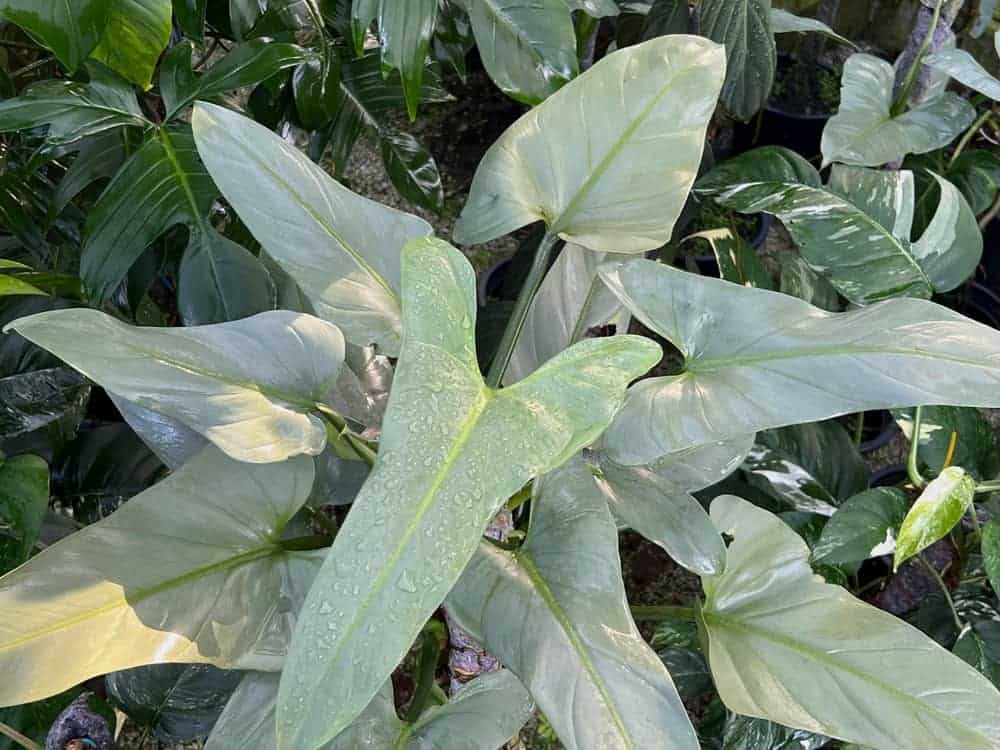 Philodendron Silver Sword Non-TC