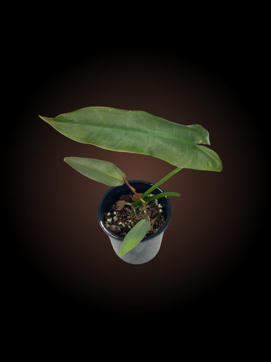 Philodendron Atabapoense