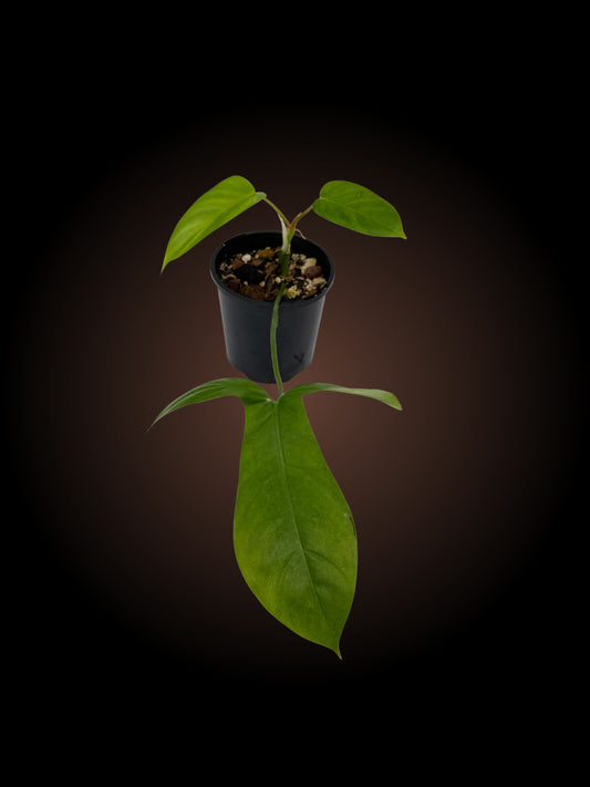 Philodendron Philodendron Bette Waterbury | 69686 | 'Big Ears'